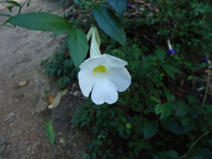 Flowers!